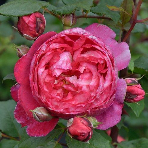 Dominique Massad - Rózsa - Crédit Mutuel - Online rózsa vásárlás